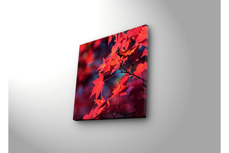 Lærredstryk med LED-belysning 28x28 cm - Klart rødt ahornblad i efterårsfarver - Rød / Orange / Mørkeblå - Boligtilbehør - Billeder & kunst - Billeder på lærred