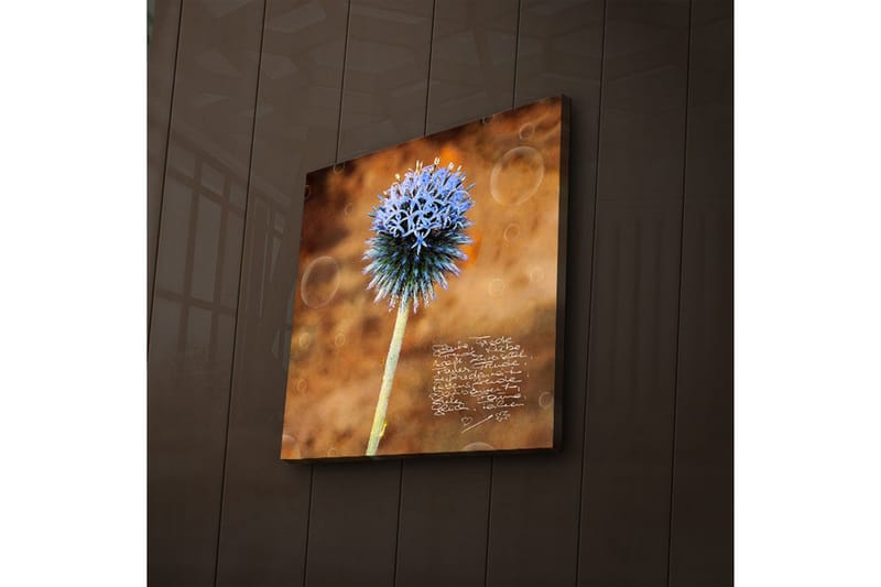 Lærredstryk med LED-belysning 40x40 cm - Blomst med blå spidse kronblade på en varm baggrund - Blå / Brun - Boligtilbehør - Billeder & kunst - Billeder på lærred