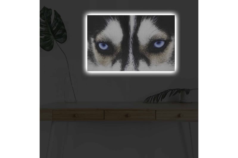 Lærredstryk med LED-belysning - Nærbillede af en hund med intense blå øjne - Sort / Hvid / Blå - Boligtilbehør - Billeder & kunst - Billeder på lærred