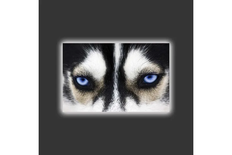 Lærredstryk med LED-belysning - Nærbillede af en hund med intense blå øjne - Sort / Hvid / Blå - Boligtilbehør - Billeder & kunst - Billeder på lærred