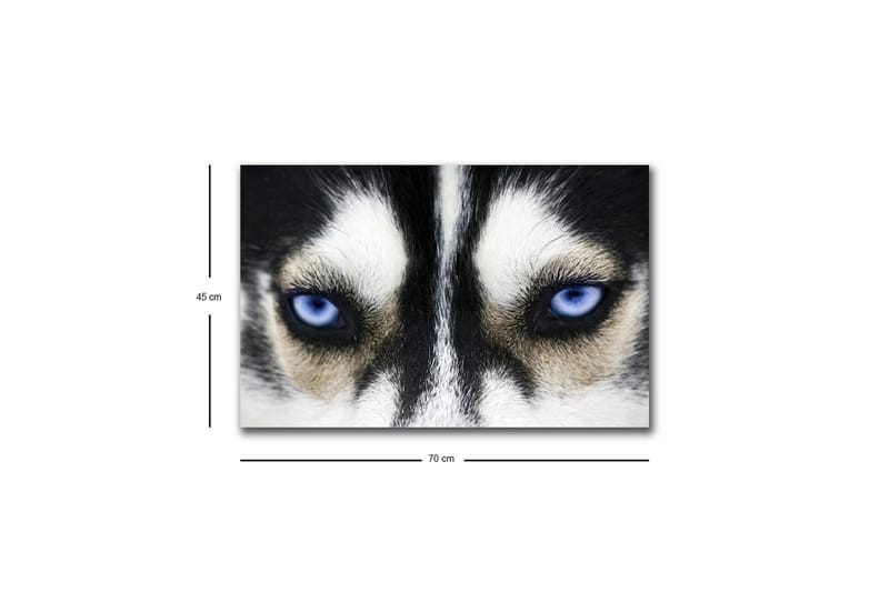 Lærredstryk med LED-belysning - Nærbillede af en hund med intense blå øjne - Sort / Hvid / Blå - Boligtilbehør - Billeder & kunst - Billeder på lærred