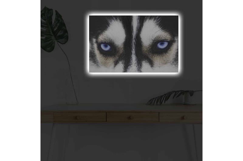 Lærredstryk med LED-belysning - Nærbillede af en hund med intense blå øjne - Sort / Hvid / Blå - Boligtilbehør - Billeder & kunst - Billeder på lærred