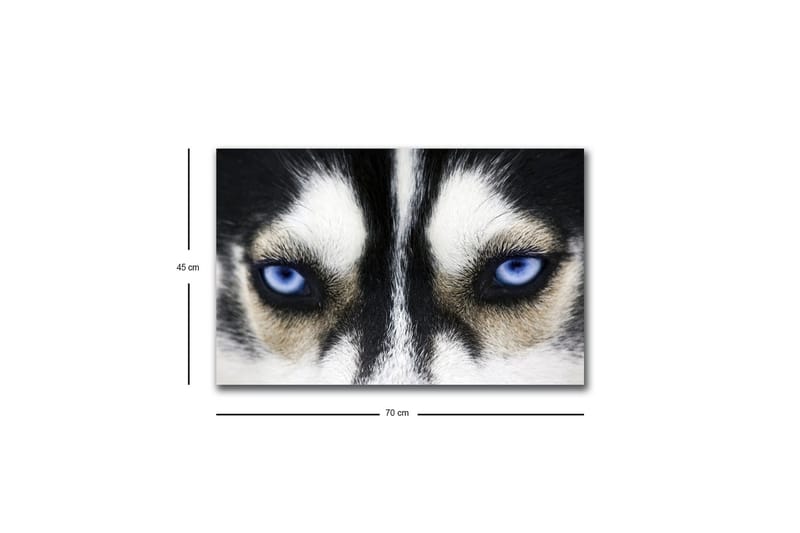 Lærredstryk med LED-belysning - Nærbillede af en hund med intense blå øjne - Sort / Hvid / Blå - Boligtilbehør - Billeder & kunst - Billeder på lærred