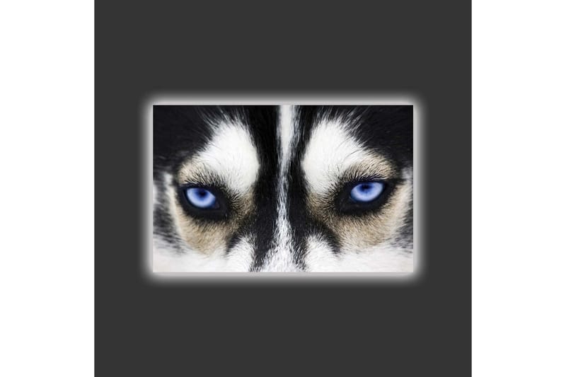 Lærredstryk med LED-belysning - Nærbillede af en hund med intense blå øjne - Sort / Hvid / Blå - Boligtilbehør - Billeder & kunst - Billeder på lærred