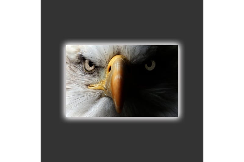 Lærredstryk med LED-belysning - Nærbillede af en majestætisk ørn med intense øjne - Hvid / Sort / Orange - Boligtilbehør - Billeder & kunst - Billeder på lærred