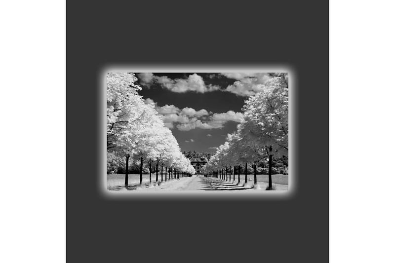Lærredstryk med LED-belysning - Sort-hvidt landskabsbillede med træallé og hus i baggrunden - Sort / Hvid / Grå - Boligtilbehør - Billeder & kunst - Billeder på lærred