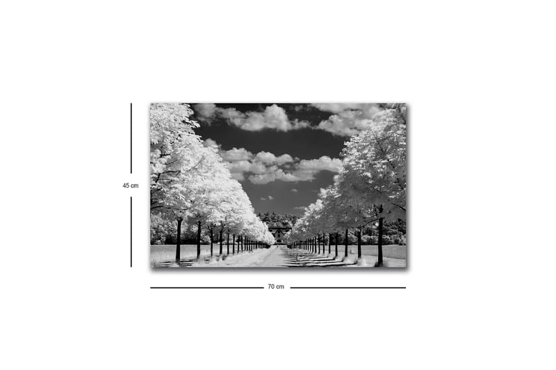 Lærredstryk med LED-belysning - Sort-hvidt landskabsbillede med træallé og hus i baggrunden - Sort / Hvid / Grå - Boligtilbehør - Billeder & kunst - Billeder på lærred