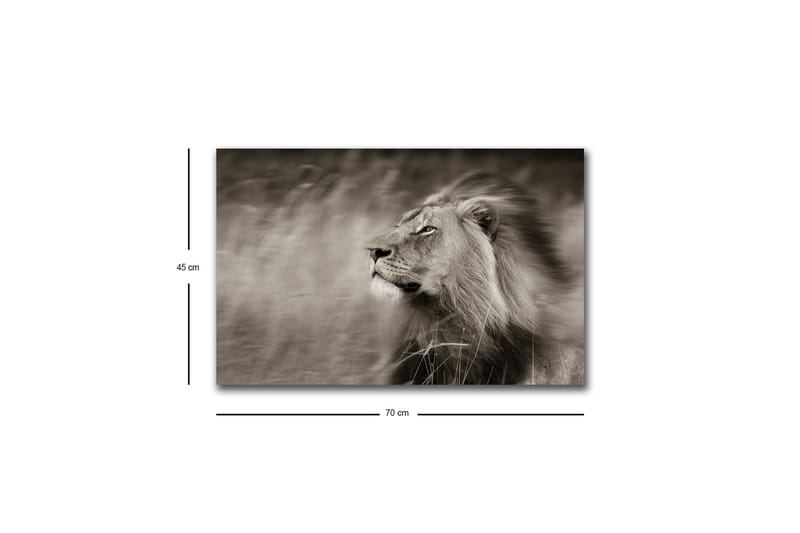 Lærredstryk med LED-belysning - Statslig løveprofil i sort-hvid - Sort / Grå - Boligtilbehør - Billeder & kunst - Billeder på lærred