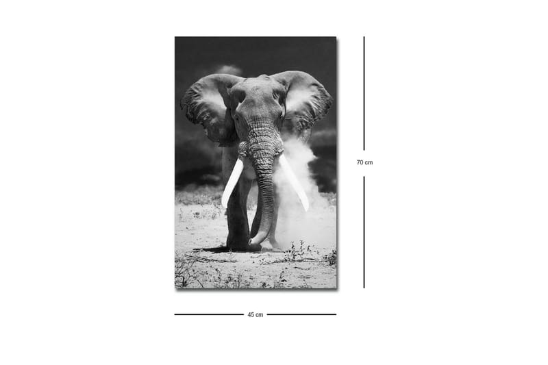 Lærredstryk med LED-belysning - Storslået elefant i sort-hvid - Sort / Hvid - Boligtilbehør - Billeder & kunst - Billeder på lærred