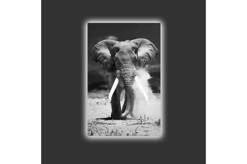 Lærredstryk med LED-belysning - Storslået elefant i sort-hvid - Sort / Hvid - Boligtilbehør - Billeder & kunst - Billeder på lærred