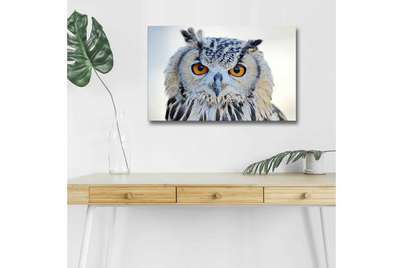 Lærredstryk med LED-belysning - Ugle med intense øjne og detaljeret fjerdragt, Grå / Orange / Hvid