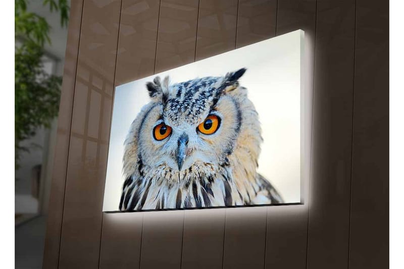 Lærredstryk med LED-belysning - Ugle med intense øjne og detaljeret fjerdragt - Grå / Orange / Hvid - Boligtilbehør - Billeder & kunst - Billeder på lærred