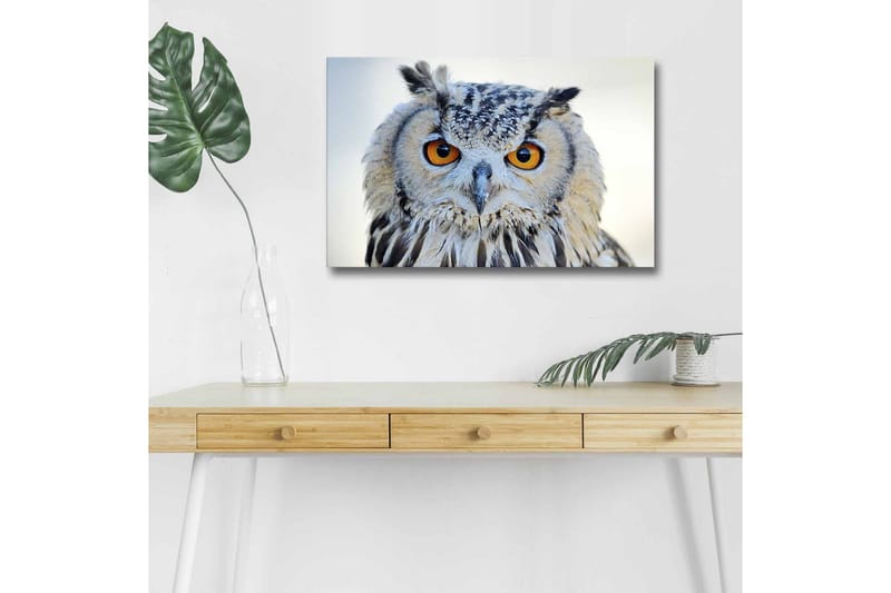 Lærredstryk med LED-belysning - Ugle med intense øjne og detaljeret fjerdragt, Grå / Orange / Hvid