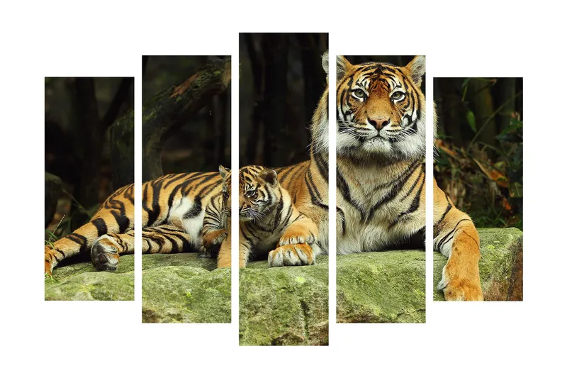 Stort lærredstryk i 5 dele 105x70 cm - Stolt tiger med unge hvilende på en sten - Orange / Sort / Beige - Boligtilbehør - Billeder & kunst - Billeder på lærred