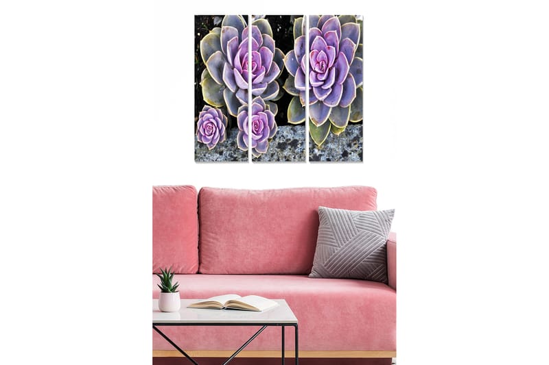 Trælærredstryk 3-delt 50x70 cm - Farverige sukkulenter i forskellige nuancer, Lilla / Grøn / Grå
