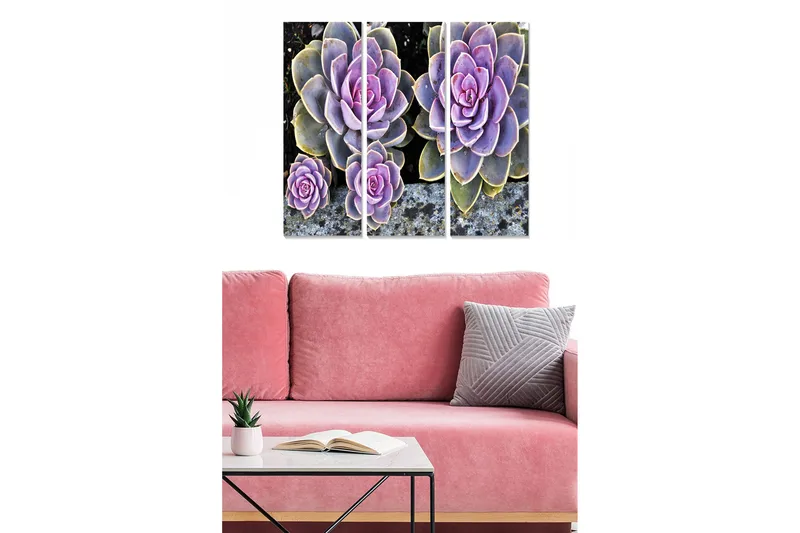 Trælærredstryk 3-delt 50x70 cm - Farverige sukkulenter i forskellige nuancer, Lilla / Grøn / Grå