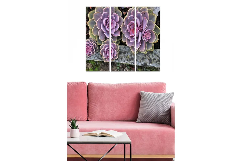 Trælærredstryk 3-delt 50x70 cm - Farverige sukkulenter i forskellige nuancer, Lilla / Grøn / Lyserød