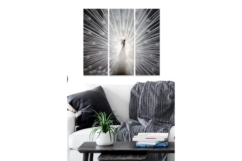 Trælærredstryk 3-delt 50x70 cm - Hvid påfugl med lysstråler bagved, Hvid / Grå / Sort