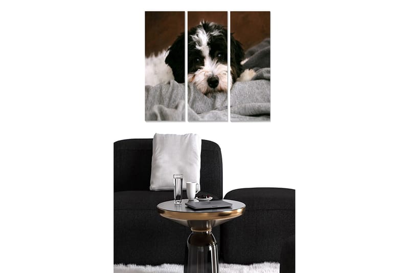 Trælærredstryk 3-delt 50x70 cm - Sød hund hviler på et blødt tæppe, Sort / Hvid / Grå