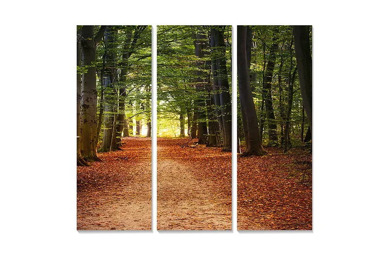 Trælærredstryk 3-delt 50x70 cm - Smuk skovsti omgivet af grønne træer og efterårsblade, Grøn / Orange / Brun