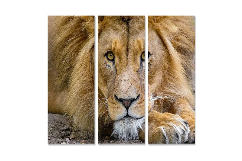 Trælærredstryk 3-delt 50x70 cm - Storslået løvehoved med intense øjne, Guld / Brun / Beige