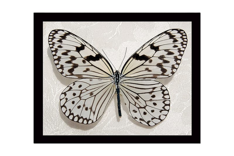 Dekorativ Indrammet MDF-maleri 41x56 cm, Flerfarvet