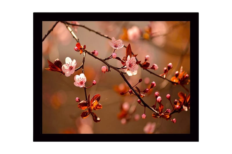 Indrammet lærred i træ - 41x56 cm - Blomstrende kirsebærgrene i bløde nuancer, Lyserød / Brun / Grøn
