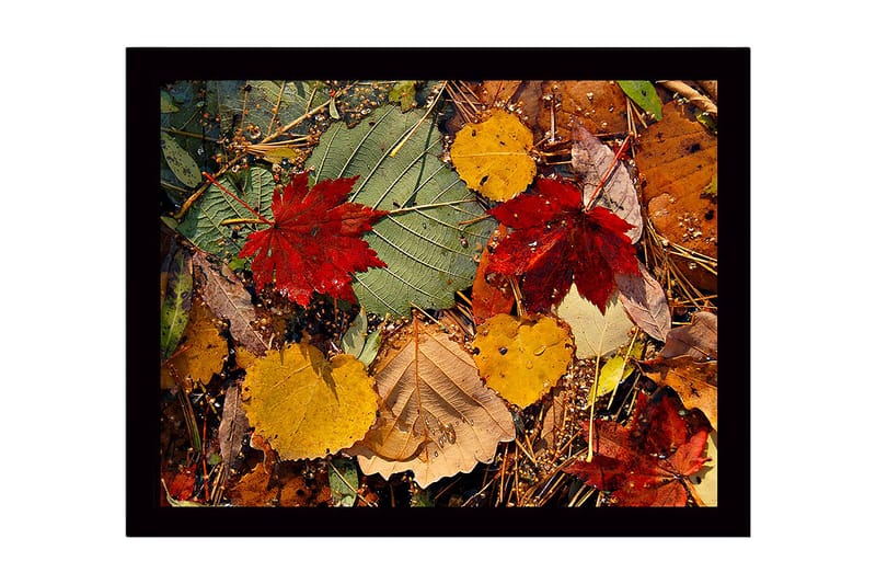 Indrammet lærred i træ - 41x56 cm - Farverige efterårsblade på jorden, Rød / Gul / Grøn