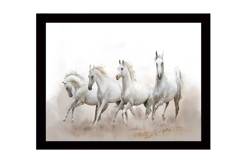 Indrammet lærred i træ - 41x56 cm - Fire hvide heste i bevægelse, Hvid / Lysegrå