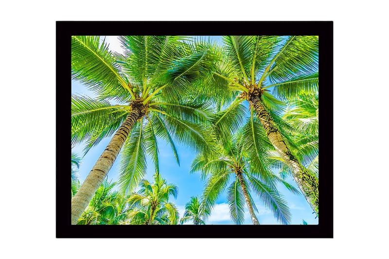 Indrammet lærred i træ - 41x56 cm - Høje palmer mod en klar blå himmel, Grøn / Blå