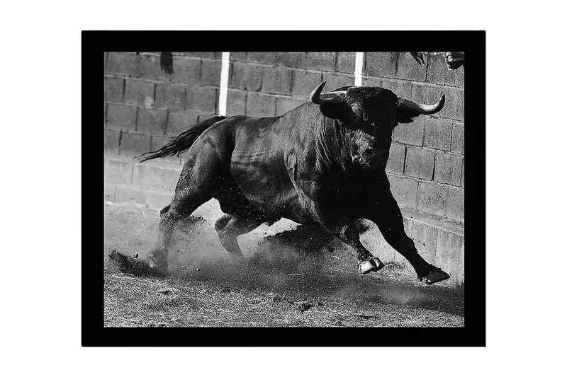 Indrammet lærred i træ - 41x56 cm - Kraftig tyr i bevægelse, Sort / Grå