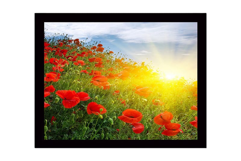 Indrammet lærred i træ - 41x56 cm - Mark af røde valmuer i solopgangens lys, Rød / Grøn / Gul