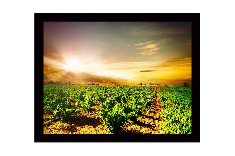 Indrammet lærred i træ - 41x56 cm - Smuk vingård under en solopgang, Grøn / Gul / Orange