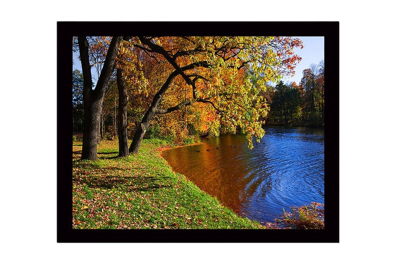 Indrammet lærred i træ - 41x56 cm - Smukt efterårslandskab med farverige træer og spejlblanke vandflader, Guld / Grøn / Blå