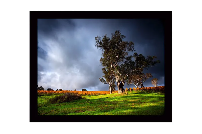 Indrammet lærred i træ - 41x56 cm - Statsligt egetræ i dramatisk landskabsomgivelse, Mørkegrøn / Grå / Orange