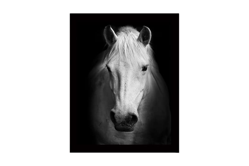 Indrammet lærred i træ - 41x56 cm - Portræt af en hvid hest med stærke kontraster, Hvid / Sort