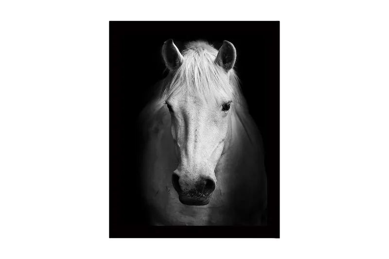 Indrammet lærred i træ - 41x56 cm - Portræt af en hvid hest med stærke kontraster, Hvid / Sort