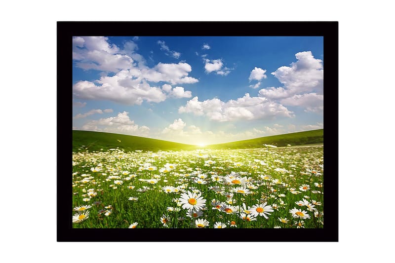 Indrammet lærredstryk i træ - 41x56 cm - Blomstrende eng med margueritter under en klar himmel, Grøn / Hvid / Blå