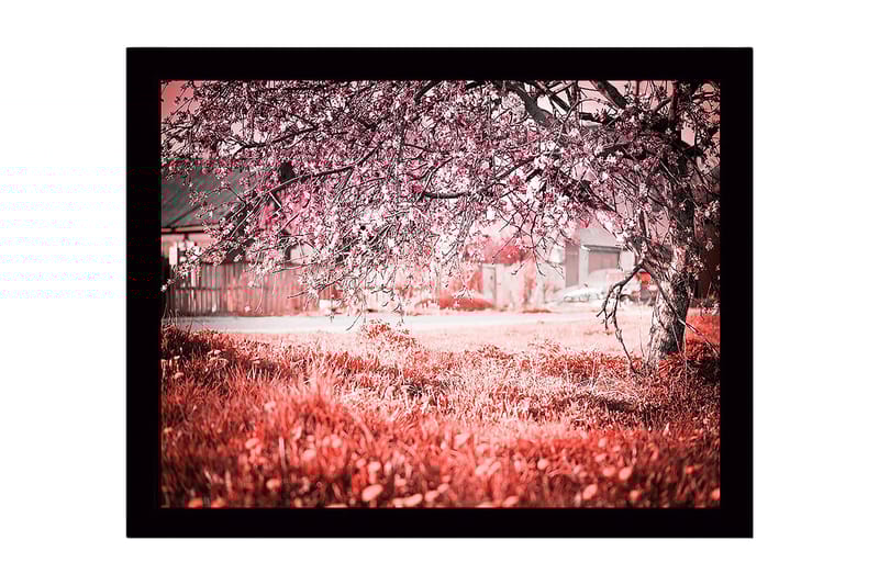 Indrammet lærredstryk i træ - 41x56 cm - Blomstrende kirsebærtræer i et drømmeagtigt landskab, Lyserød / Grøn / Hvid