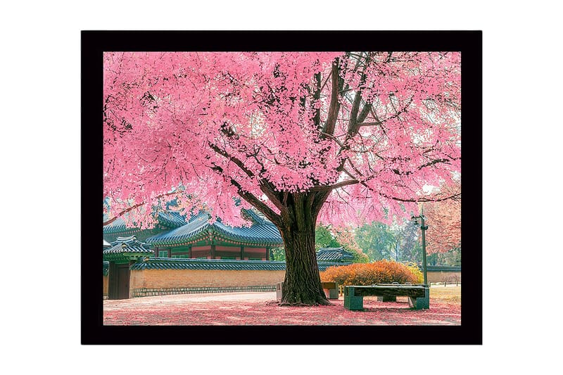 Indrammet lærredstryk i træ - 41x56 cm - Blomstrende kirsebærtræer i smukke parkomgivelser, Lyserød / Grøn / Brun