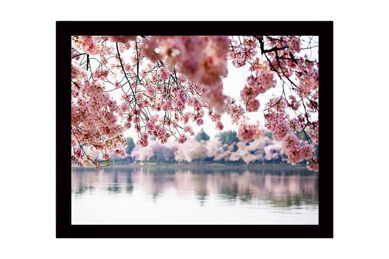 Indrammet lærredstryk i træ - 41x56 cm - Blomstrende kirsebærtræer ved en spejlblank sø, Lyserød / Grøn / Blå