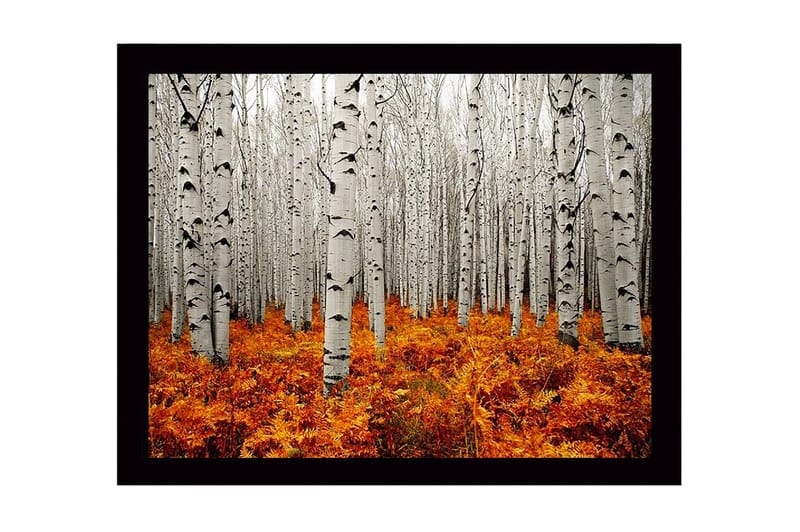 Indrammet lærredstryk i træ - 41x56 cm - Efterårsskov med birketræer og gyldne bregner, Hvid / Orange