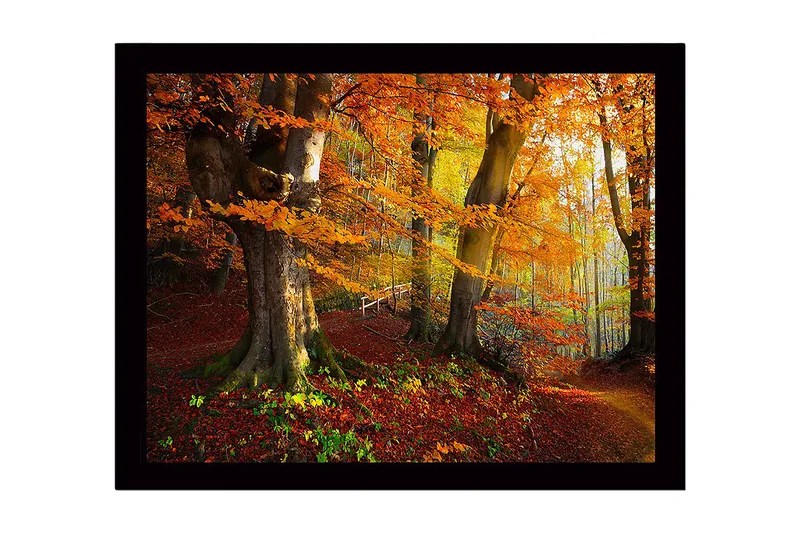 Indrammet lærredstryk i træ - 41x56 cm - Farverig efterårsskov med gyldent og orange løv, Orange / Gul / Grøn