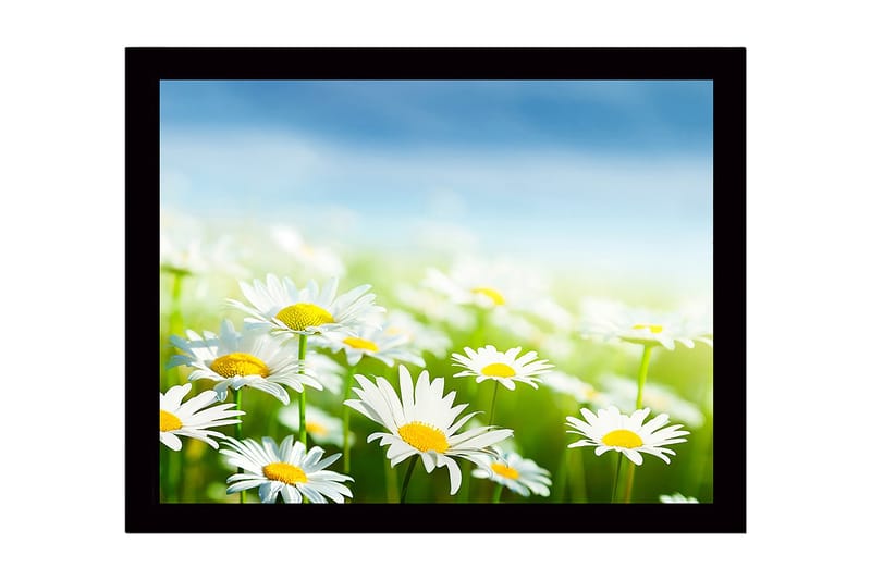 Indrammet lærredstryk i træ - 41x56 cm - Farverig eng med blomstrende margueritter - Hvid / Gul / Grøn - Boligtilbehør - Billeder &amp; kunst