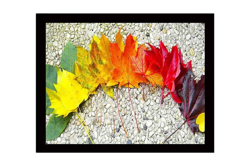Indrammet lærredstryk i træ - 41x56 cm - Farverig række af efterårsblade i forskellige nuancer, Gul / Orange / Rød