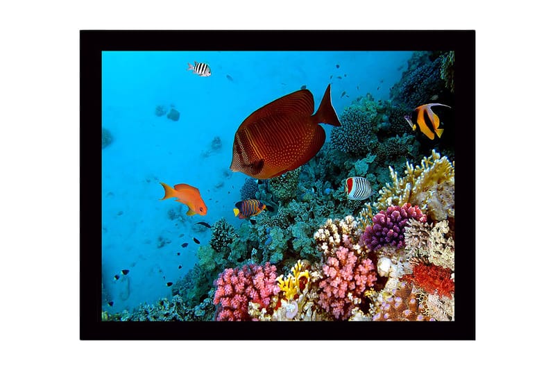 Indrammet lærredstryk i træ - 41x56 cm - Farverig undervandsscene med koralrev og tropiske fisk, Blå / Orange / Lyserød
