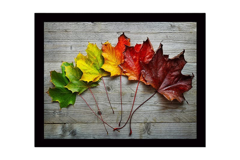 Indrammet lærredstryk i træ - 41x56 cm - Farverige efterårsblade på række, Grøn / Gul / Rød