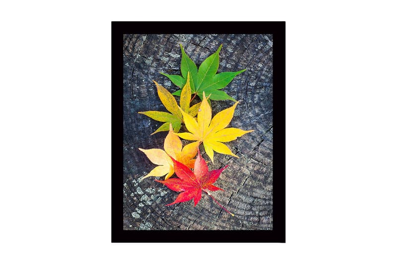 Indrammet lærredstryk i træ - 41x56 cm - Farverige efterårsblade på en træoverflade, Grøn / Gul / Rød