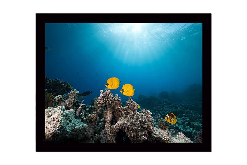 Indrammet lærredstryk i træ - 41x56 cm - Farverige fisk der svømmer blandt koralrev, Gul / Blå / Grå
