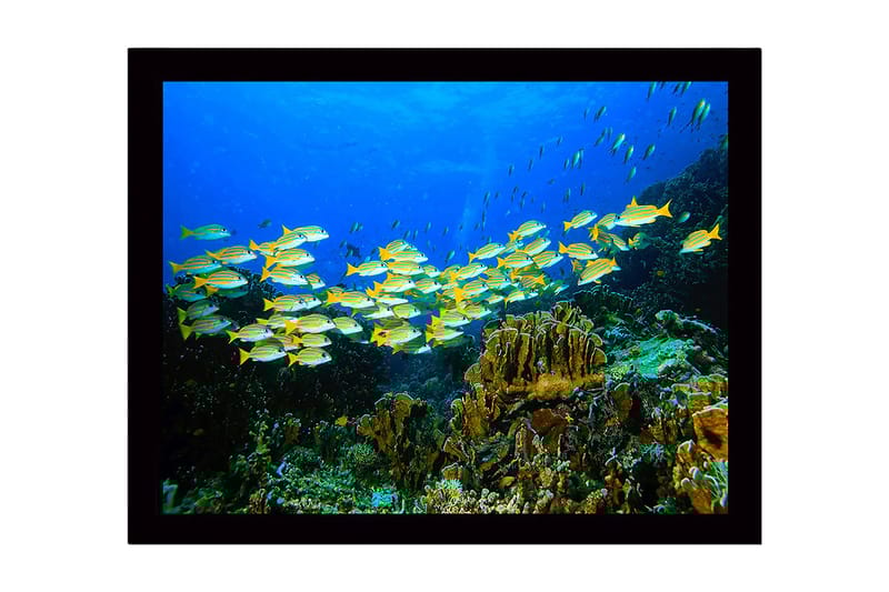 Indrammet lærredstryk i træ - 41x56 cm - Flok farverige fisk, der svømmer i et koralrev - Blå / Gul / Grøn - Boligtilbehør - Billeder & kunst